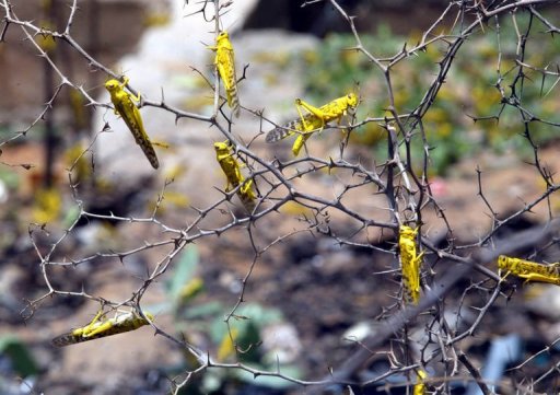 Christian Prophecy: Isis the Migrating Locusts